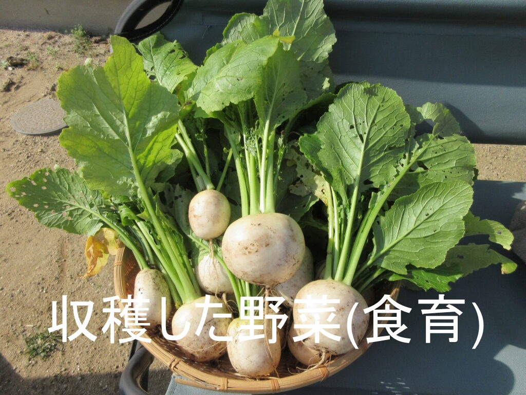 ���n�������(�H��)